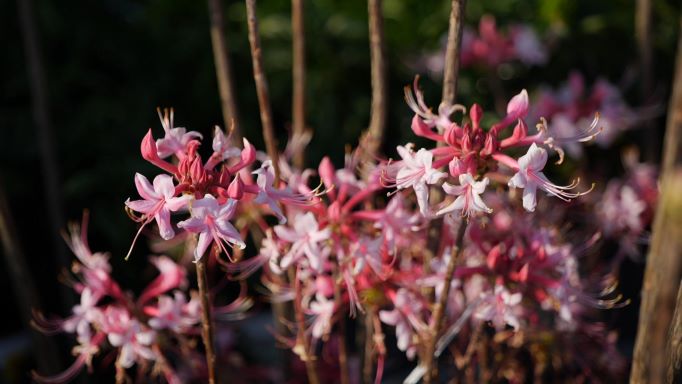 Get It Growing: Honeysuckle azalea is great native plant for the landscape